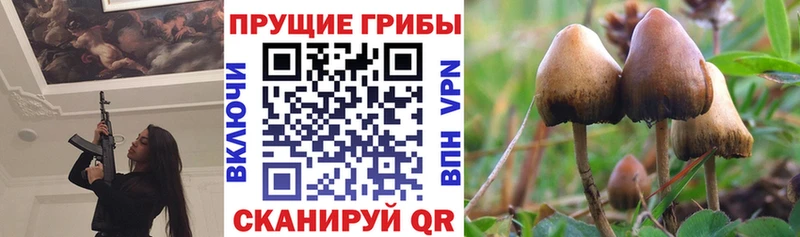 хочу   Терек  Галлюциногенные грибы Psilocybine cubensis 